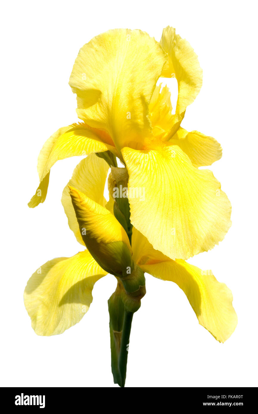Deutsche Schwertlilie; Iris Germanica Stock Photo
