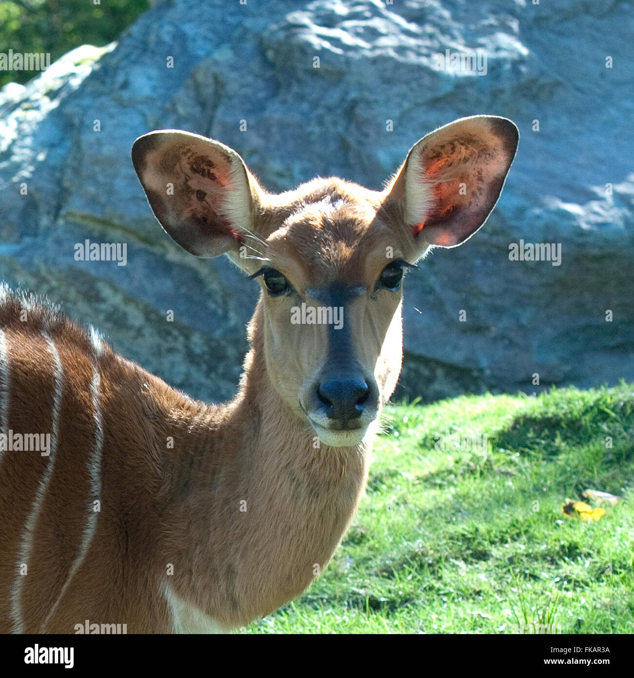 Tiefland-Nyala, Tragelaphus angasi Stock Photo