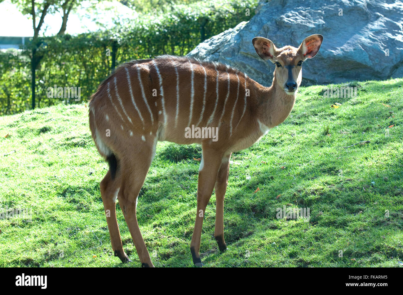 TieflandNyala, Tragelaphus angasi Stock Photo Alamy