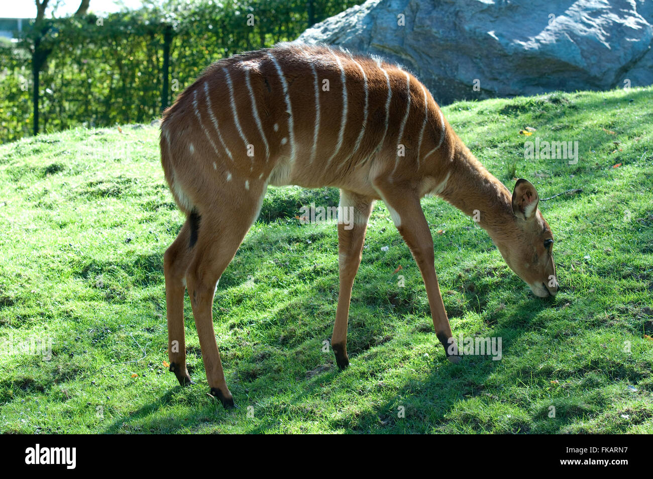 Tiefland-Nyala, Tragelaphus angasi Stock Photo