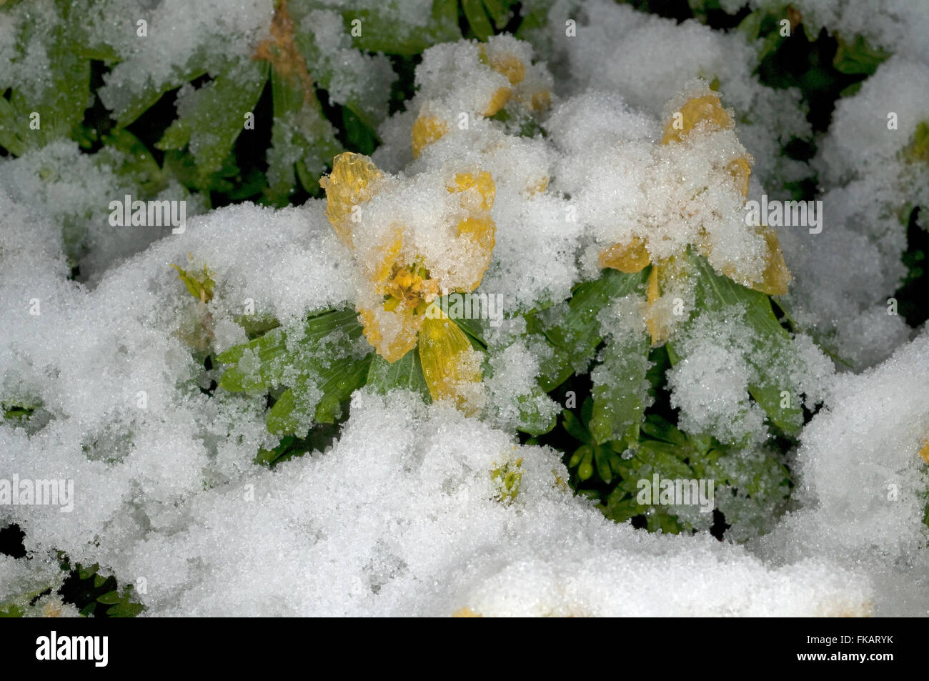 Winterling; Eranthis; hyemalis; Schnee Stock Photo