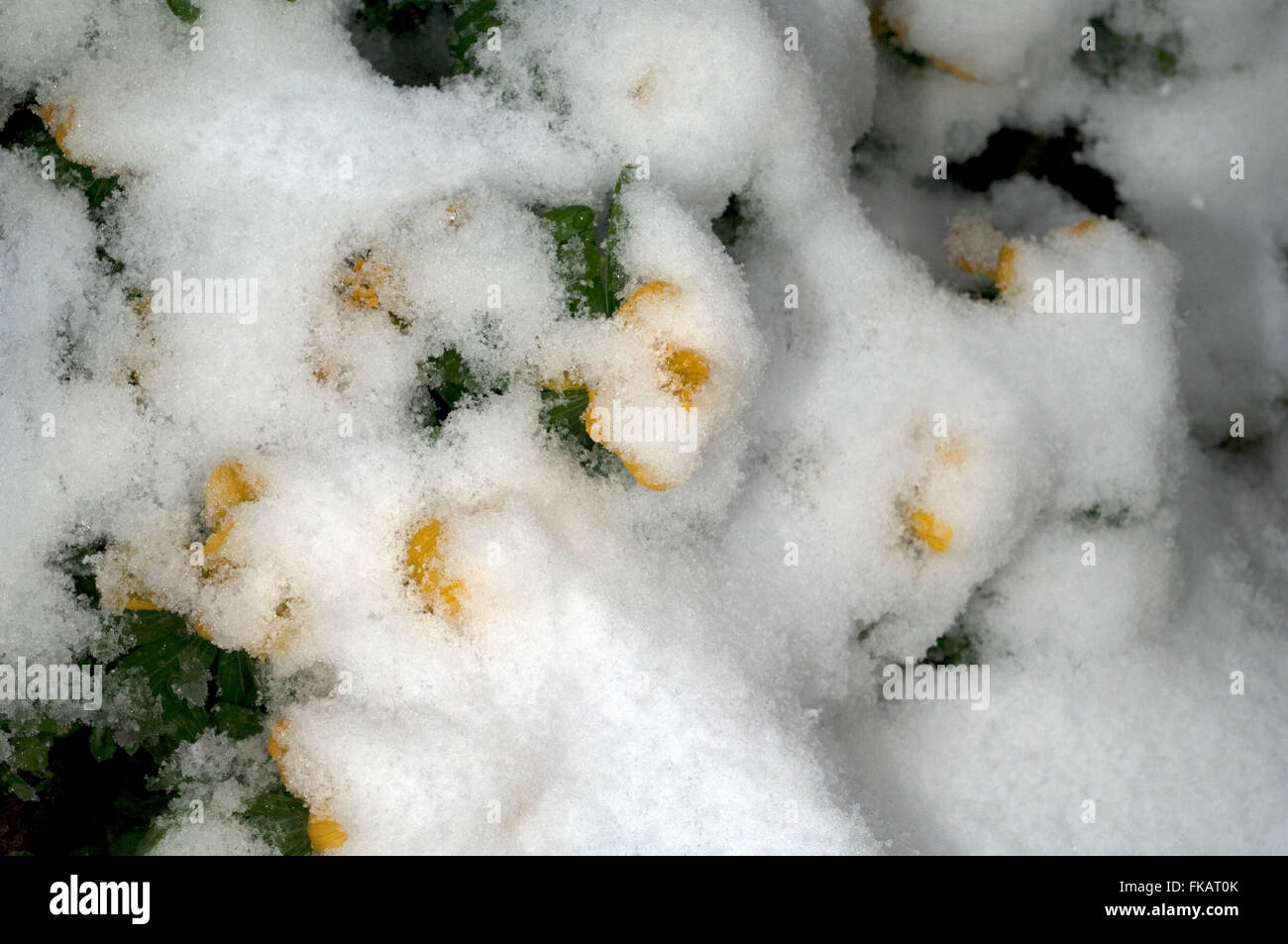 Winterling; Eranthis; hyemalis; Schnee Stock Photo
