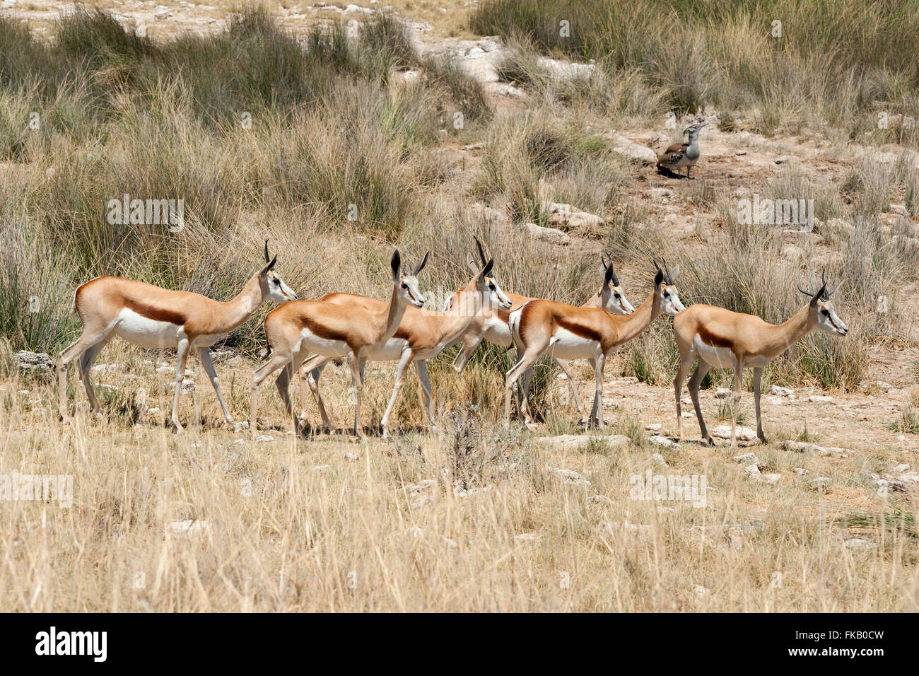 springbok group etosha namibia Stock Photo Alamy