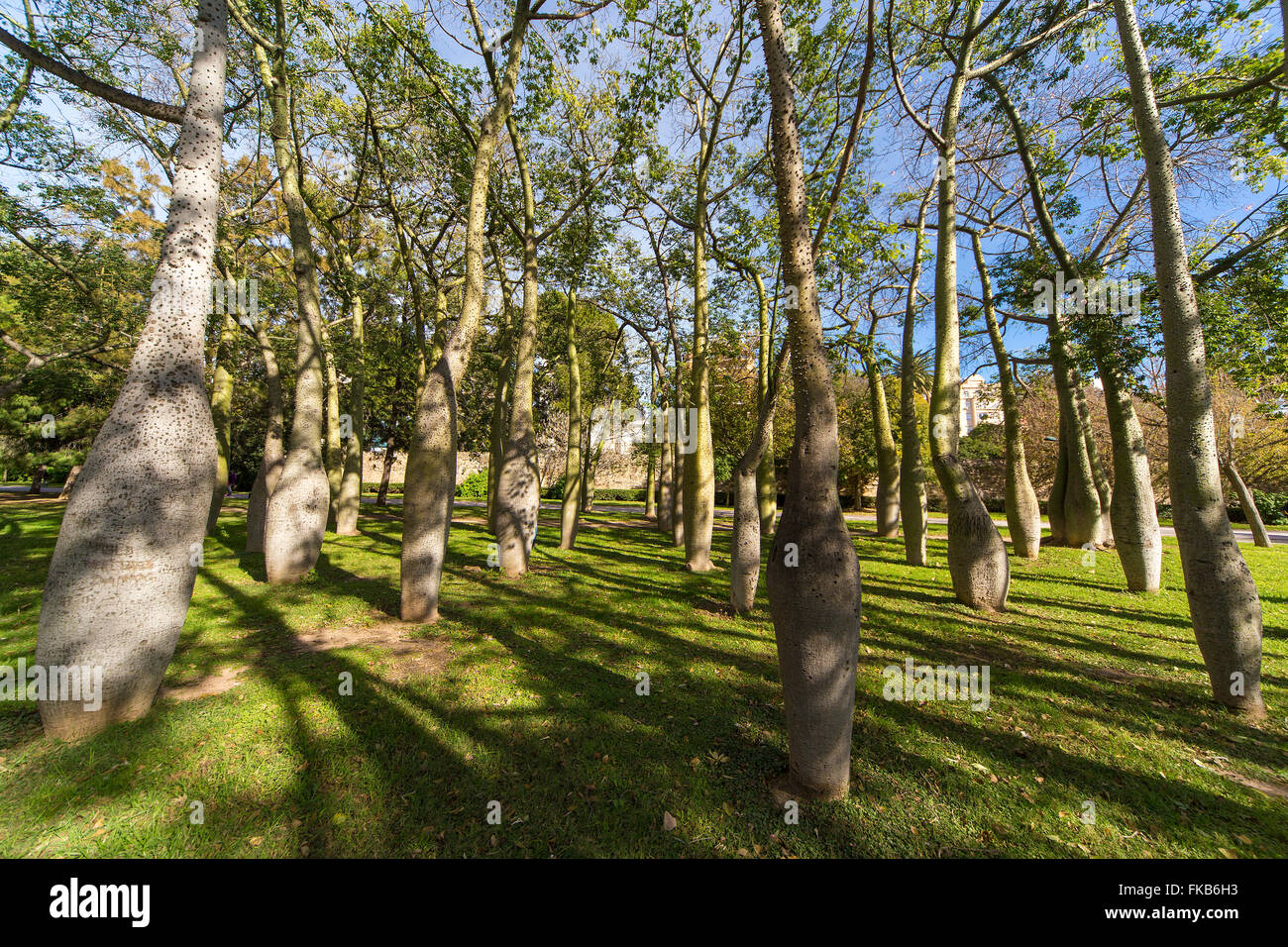 Bottle trees, Ceiba speciosa palo borin, Jardines Turia, Gardens Park Valencia. Stock Photo