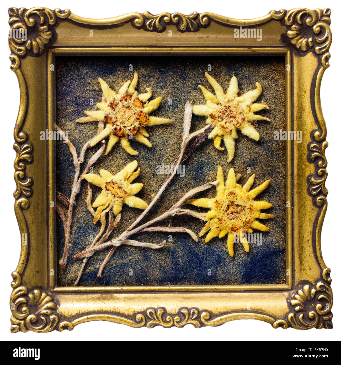 An aged dried edelweiss in photo frame. Stock Photo