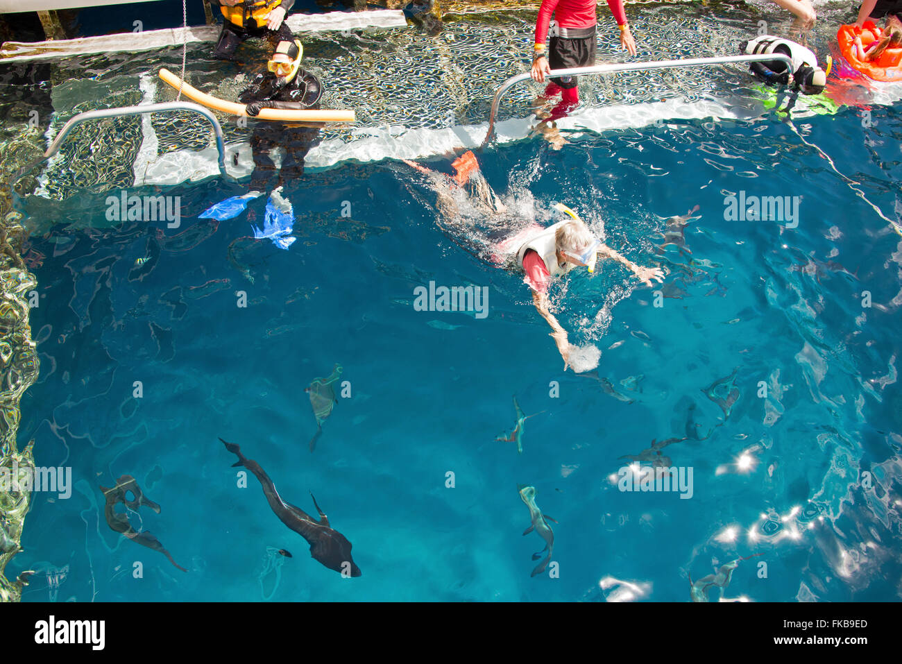 Tourists wearing diving suits and snorkels, in the introductory diving pool with various sized tropical fish. The pool is attach Stock Photo