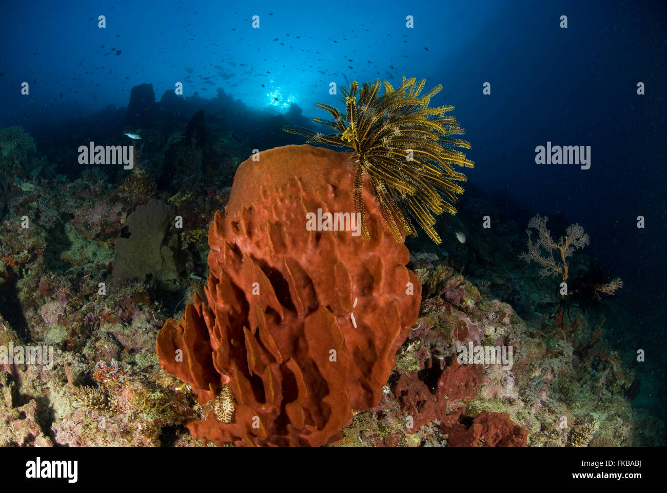 Big barrel sponge with a featherstar in coral reef Stock Photo
