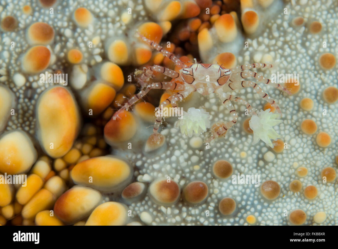 Boxer Crab Or Pom Pom Crab Lybia Tesselata Has Tiny Stinging Stock Photo Alamy Boxer Crab Or Pom Pom Crab Lybia Tesselata Has Tiny Stinging Stock Photo Alamy