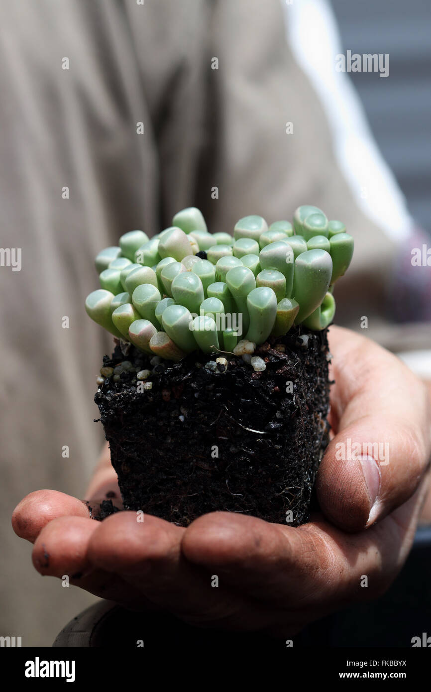 Fenestraria aurantiaca  or known as Babies' toes or window plant Stock Photo