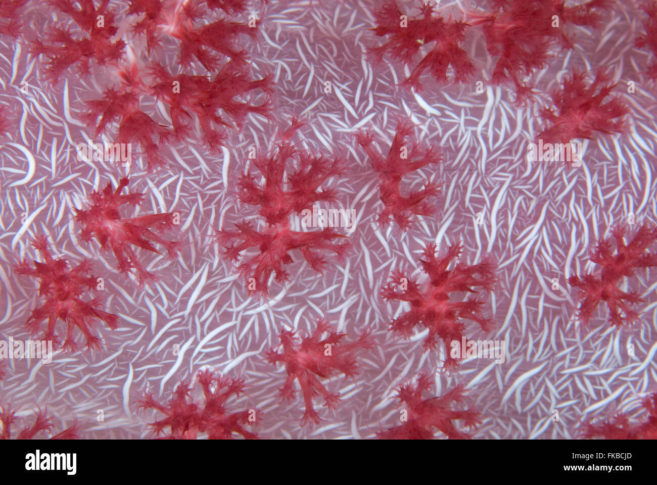Soft coral detail, dendronephthya sp. Stock Photo