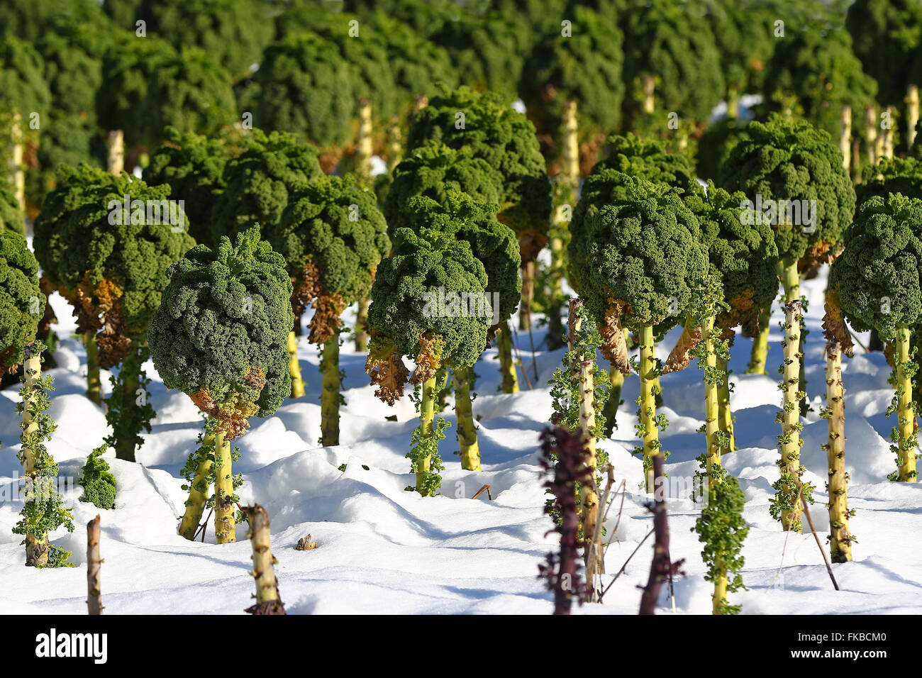Broccoli field hires stock photography and images Alamy