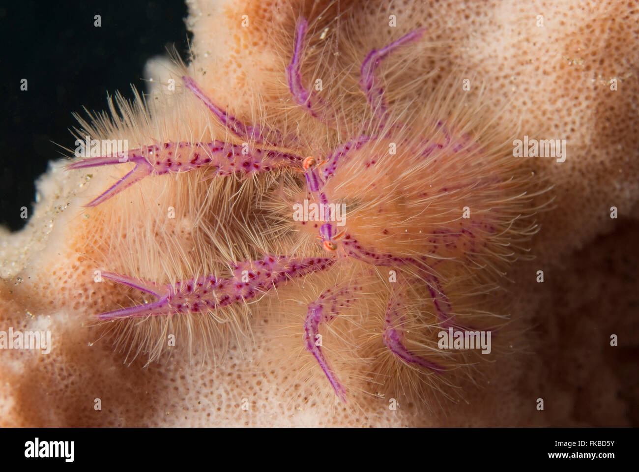 Pink or Hairy Squat lobster, Lauriea siagiani, on a barrel sponge Stock Photo
