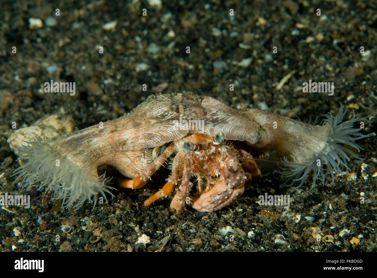hermit crab with anemone Dardanus pedunculatus Stock Photo - Alamy