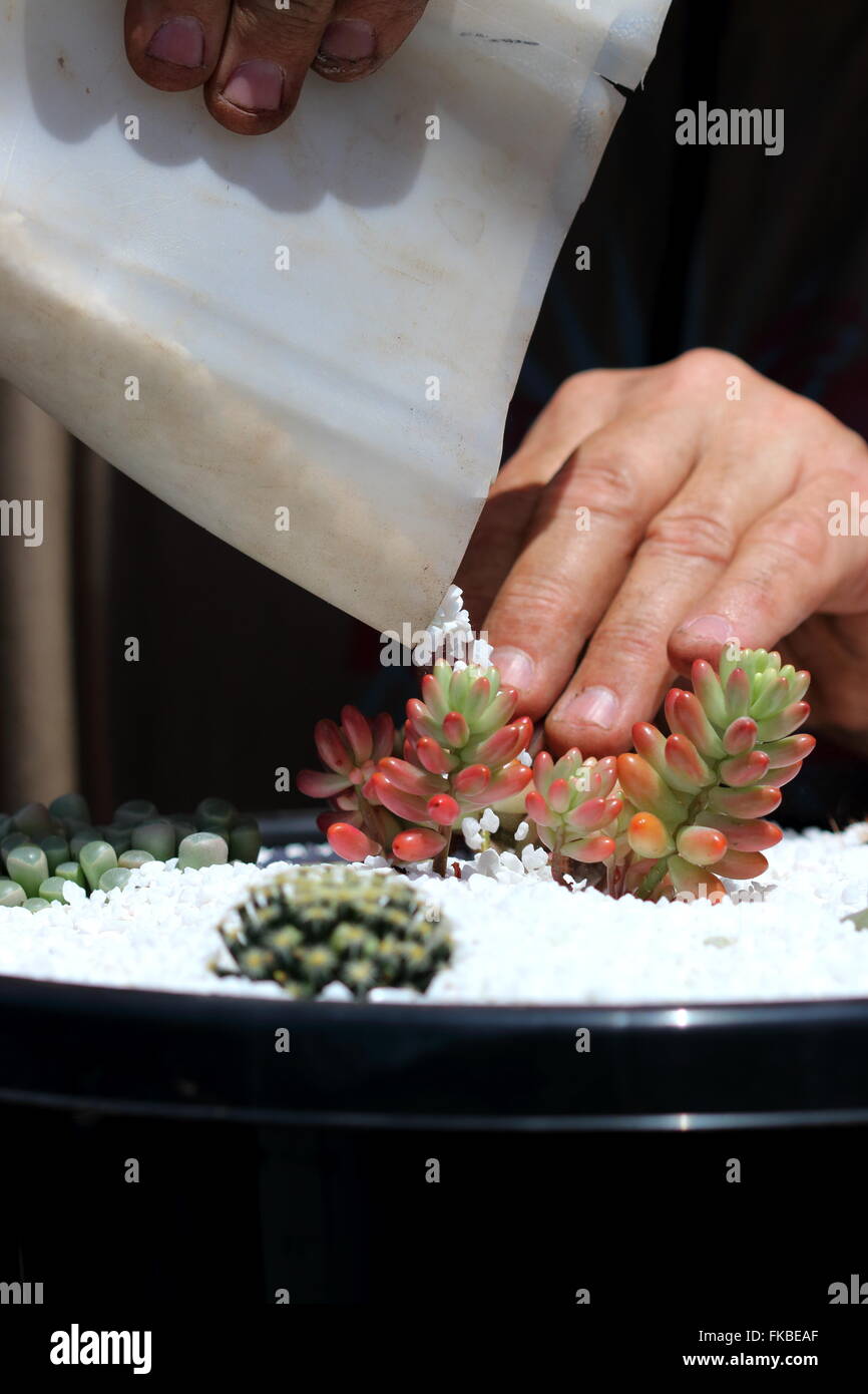 Top dressing hires stock photography and images Alamy