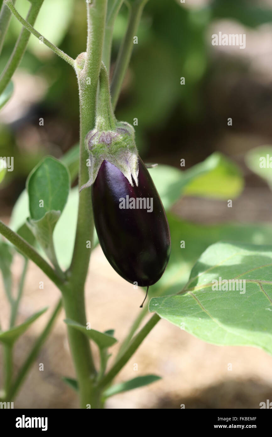 Homegrown purple aubergine, brinjal or eggplant Stock Photo Alamy