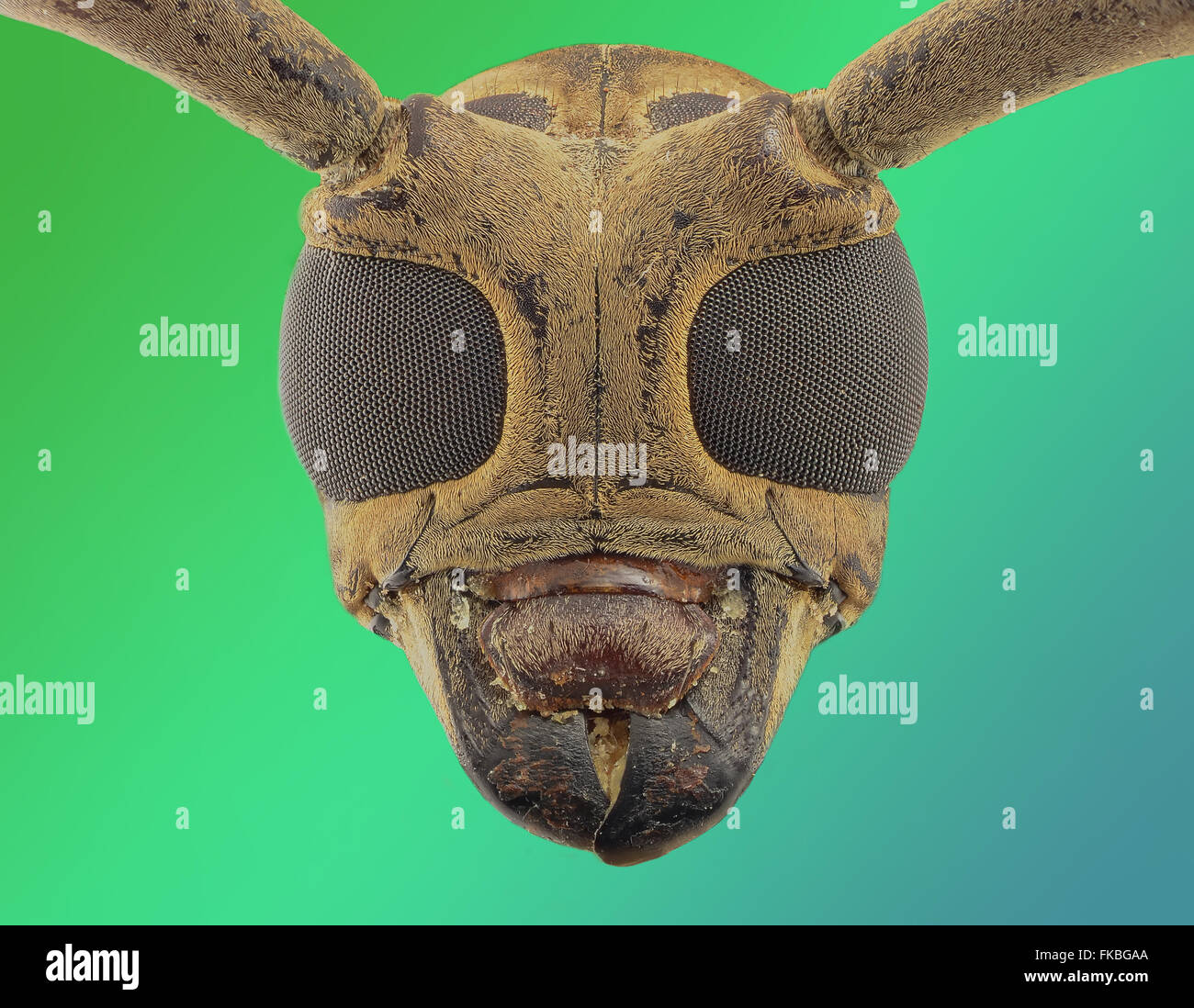 long horn beetle Stock Photo