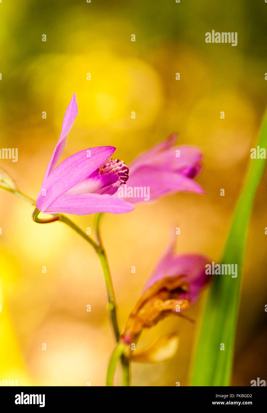 Macro image of a pink flower in a garden Stock Photo - Alamy