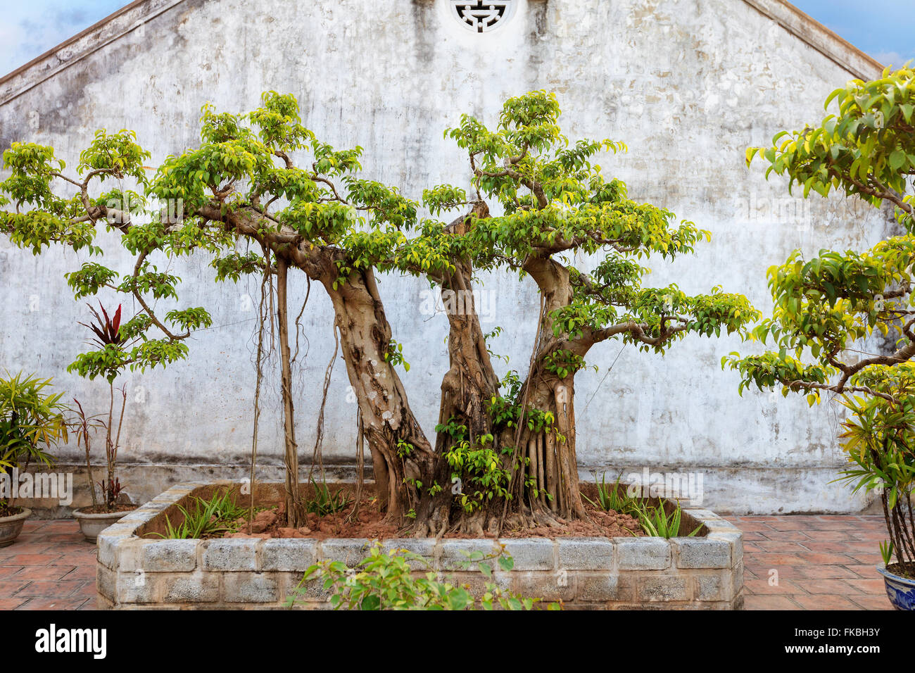 asian tropical garden, Ninh Binh, Vietnam Stock Photo