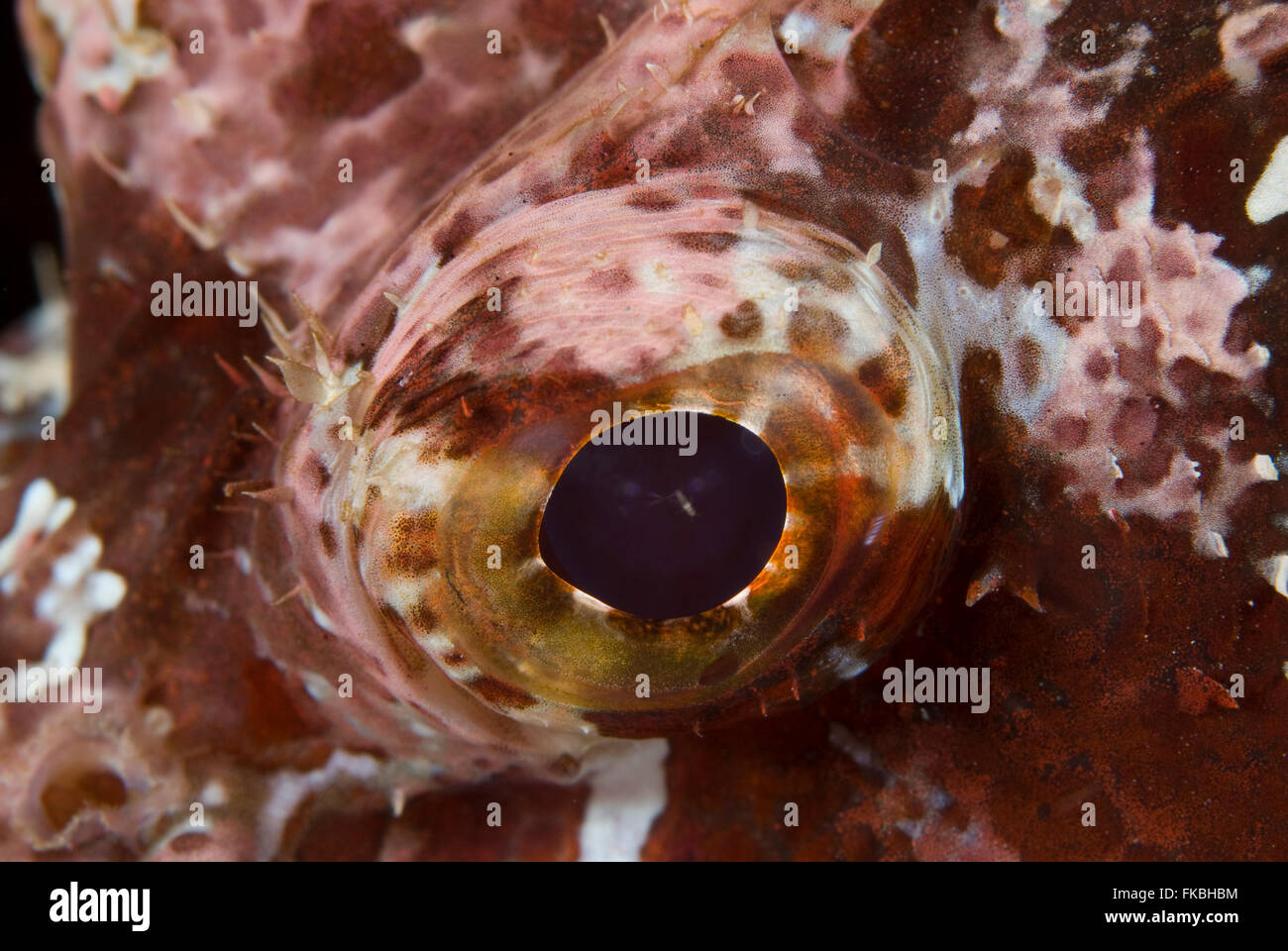 Eye detail of a scorpionfish, Scorpaenopsis oxycephalus Stock Photo