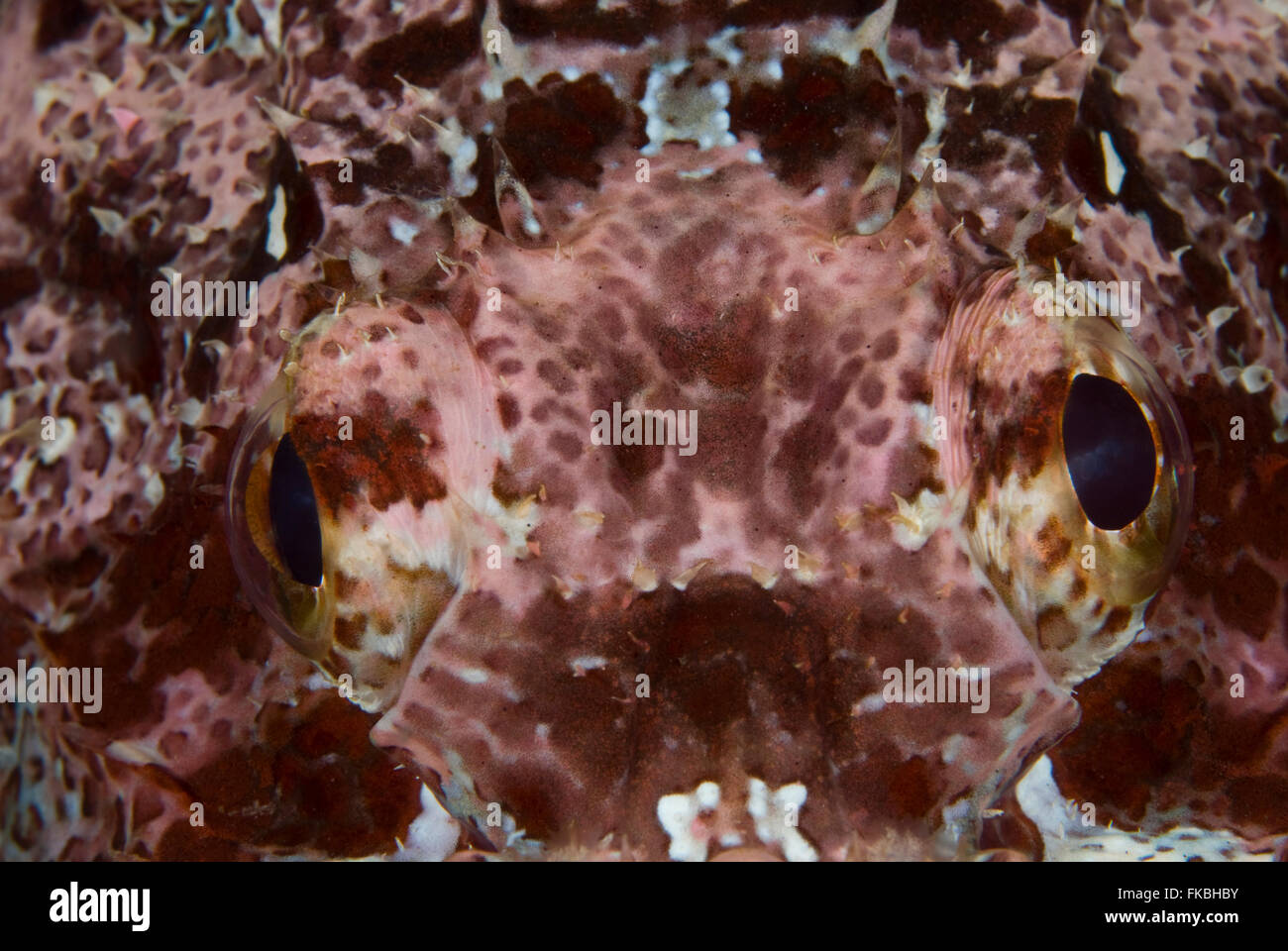 Eye detail of a scorpionfish, Scorpaenopsis oxycephalus Stock Photo