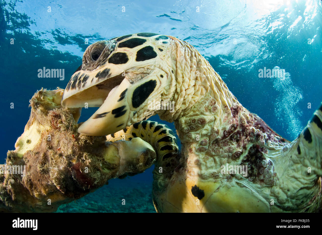 A critically endangered hawksbill sea turtle hires stock photography