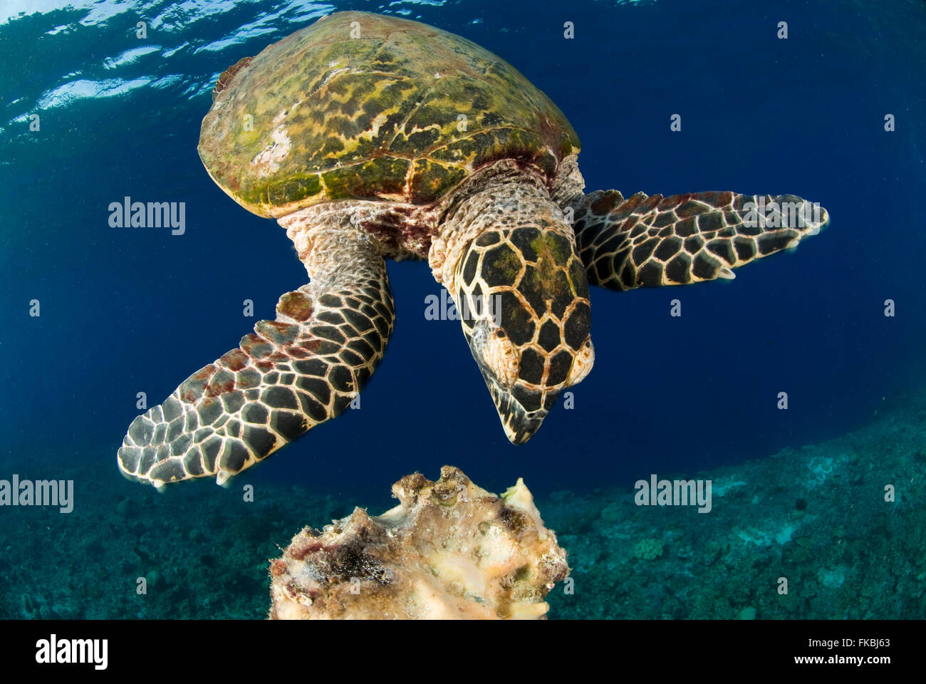 Hawksbill turtle feeding on a sponge, handfed, Eretmochelys imbricata Stock Photo