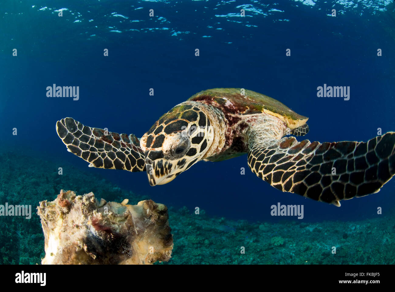Hawksbill turtle feeding on a sponge, handfed, Eretmochelys imbricata Stock Photo
