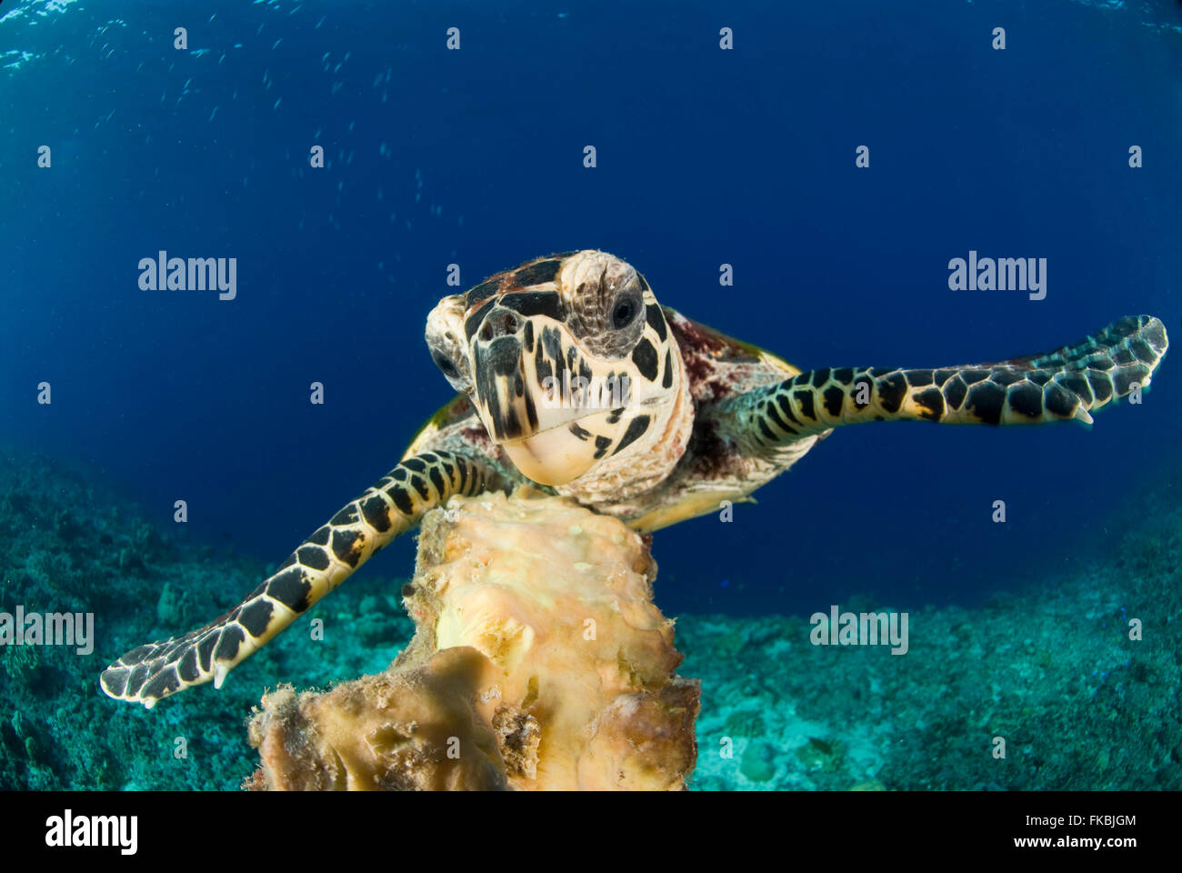 A critically endangered hawksbill sea turtle hires stock photography