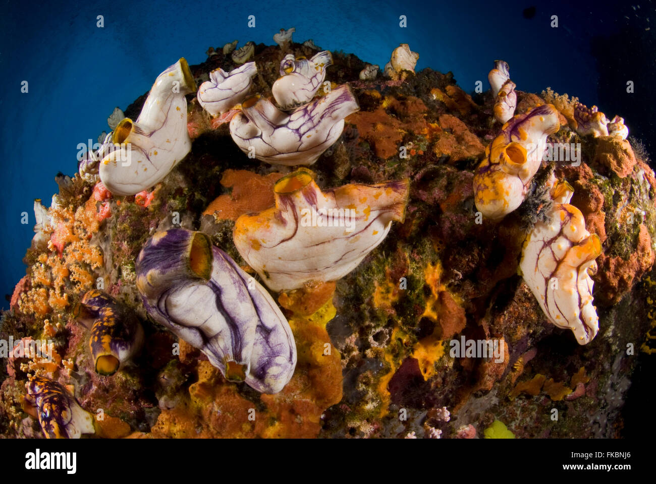 Abundant number ascidians on corals. Ascidiacea (commonly known as the ascidians or sea squirts) is a class in the Tunicata subp Stock Photo