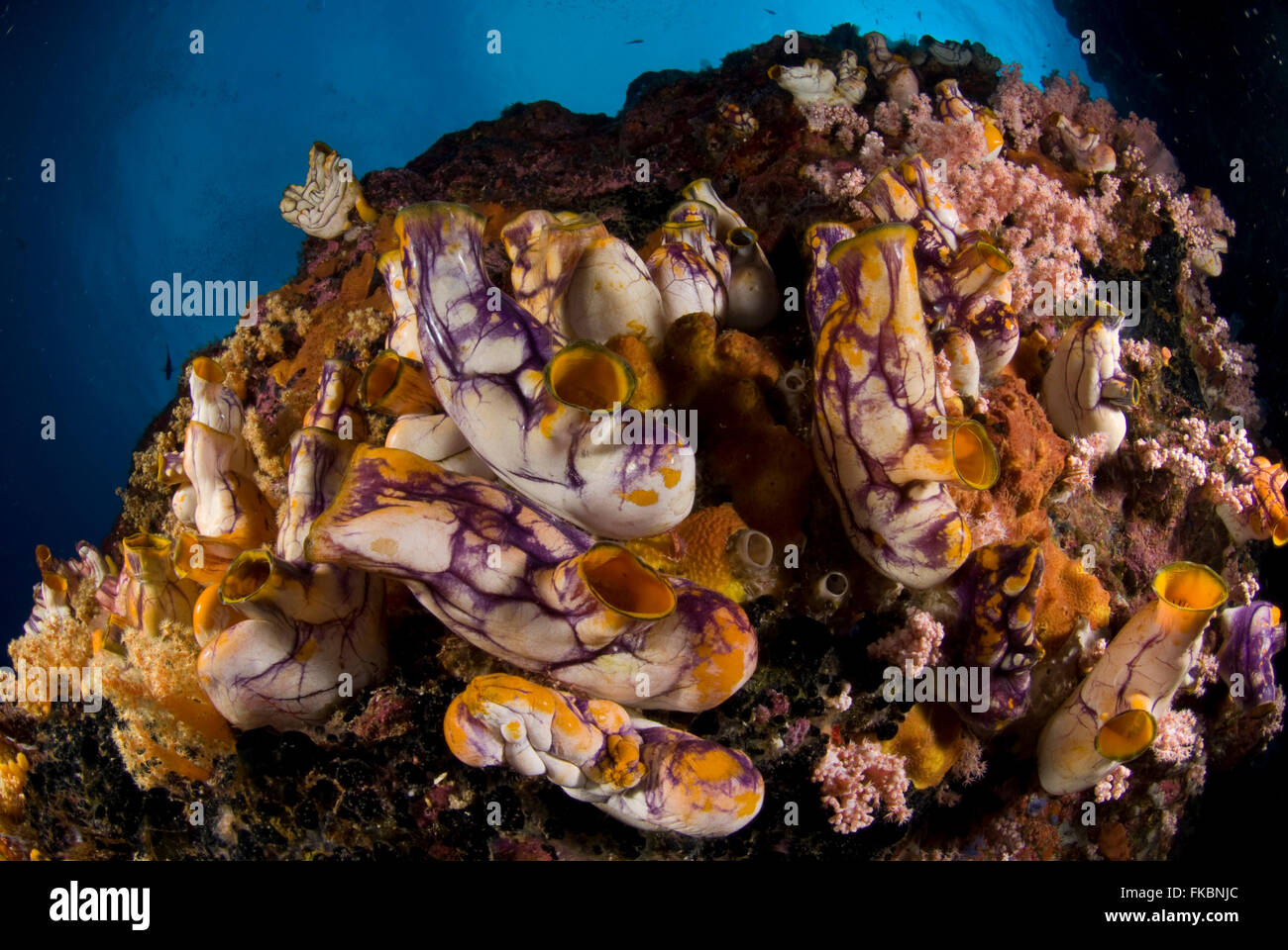 Abundant number ascidians on corals. Ascidiacea (commonly known as the ascidians or sea squirts) is a class in the Tunicata subp Stock Photo