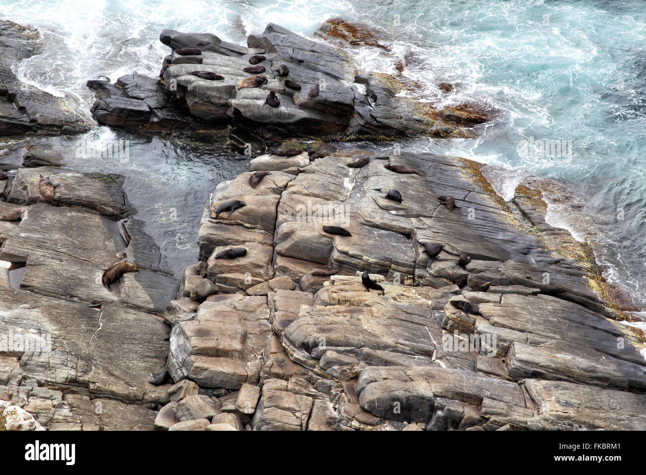Colony of New Zealand Fur Seals (Arctocephalus forsteri) at Cape du Couedic in the Flinders Chase National Park on Kangaroo Isla Stock Photo