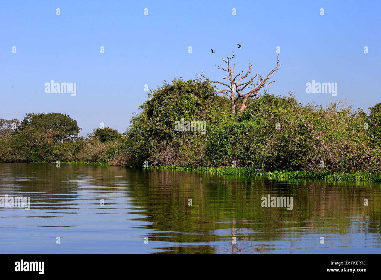 Rio Claro Pantanal, river, river scenery, Pantanal, Mato Grosso, Brazil, South America Stock Photo