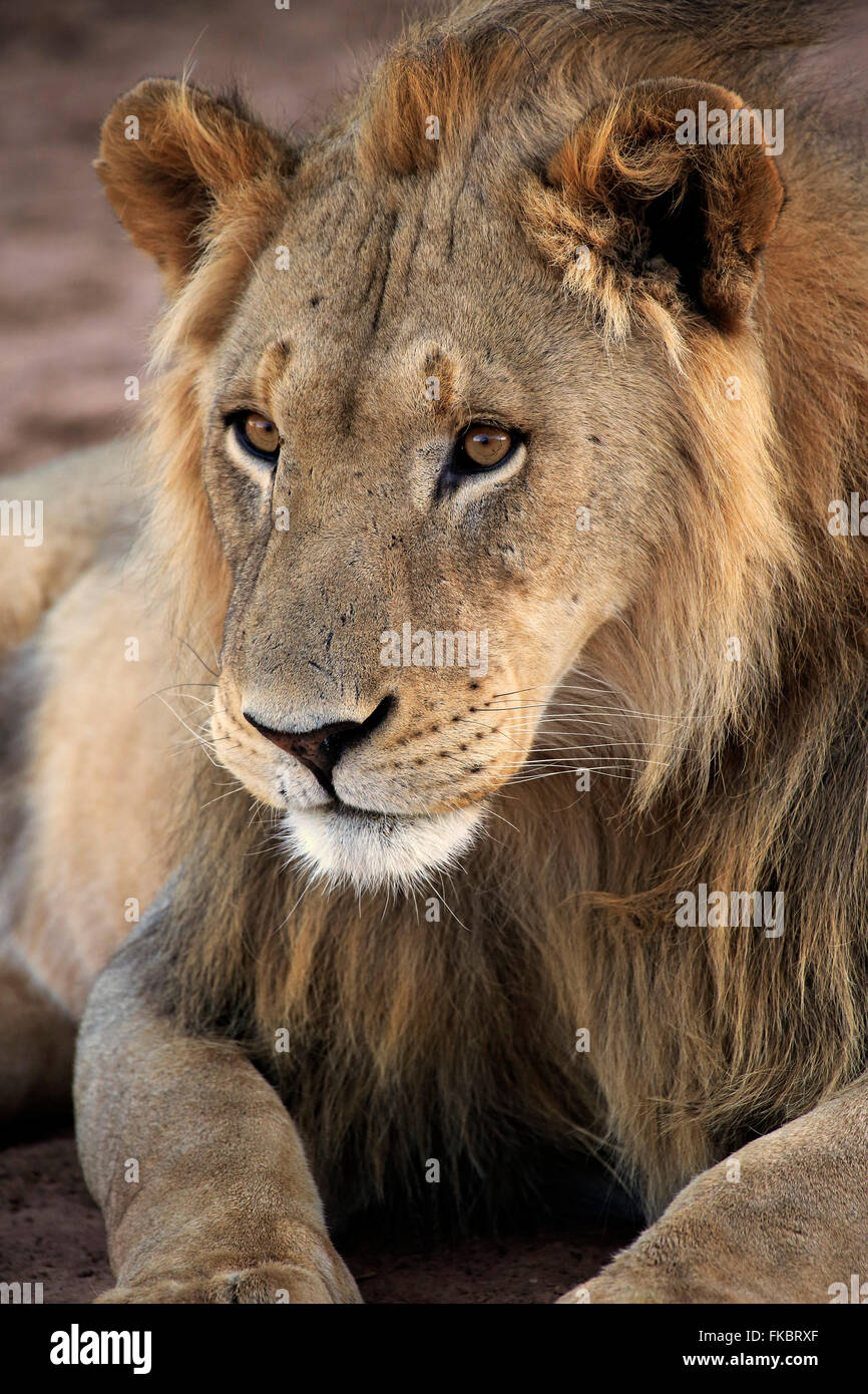 Lion, male five years old alert portrait, Tswalu Game Reserve, Kalahari, Northern Cape, South Africa, Africa / (Panthera leo) Stock Photo