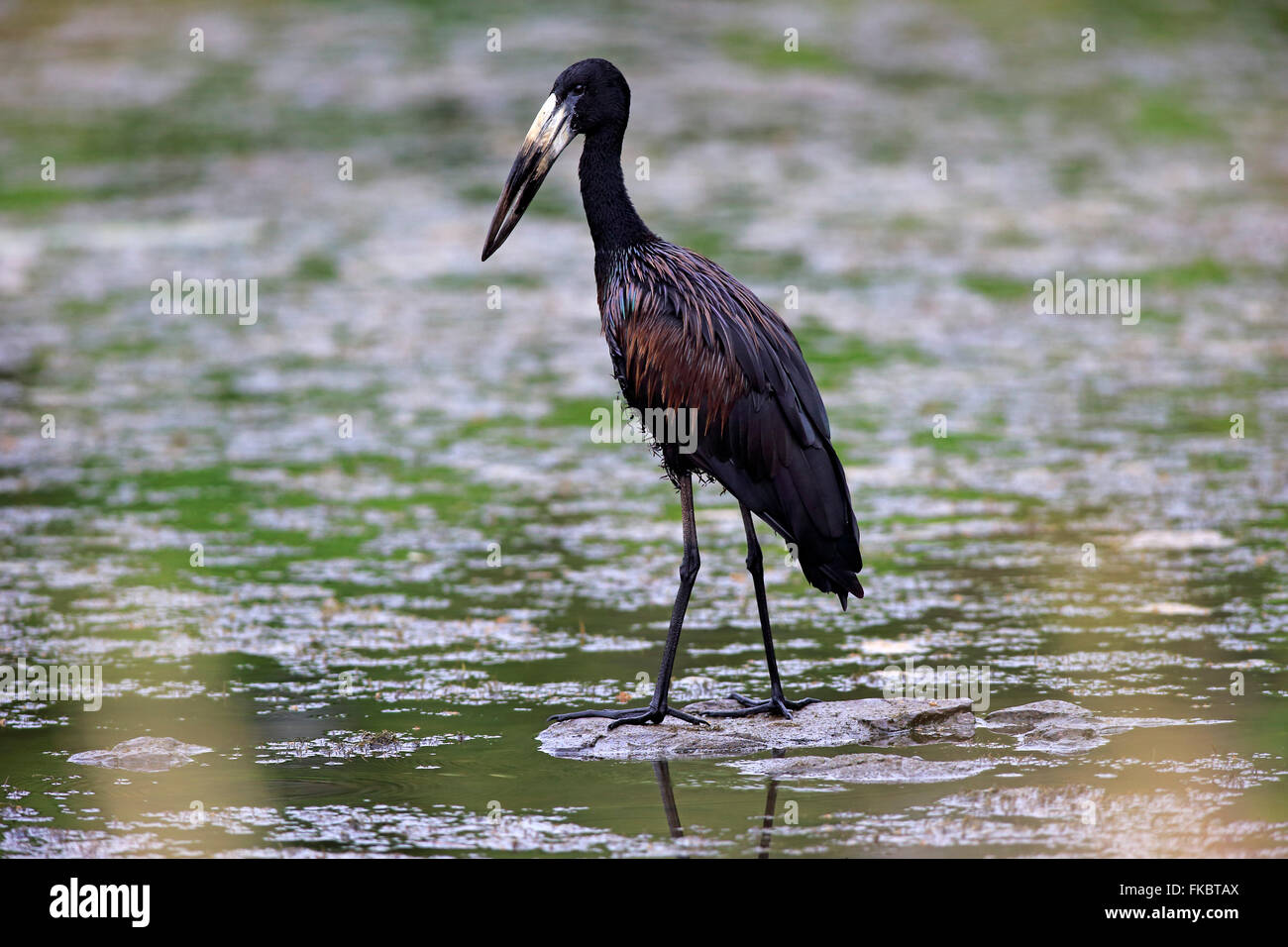 African openbill stork, adult in water searching for food, Kruger Nationalpark, South Africa, Africa / (Anastomus lamelligerus) Stock Photo