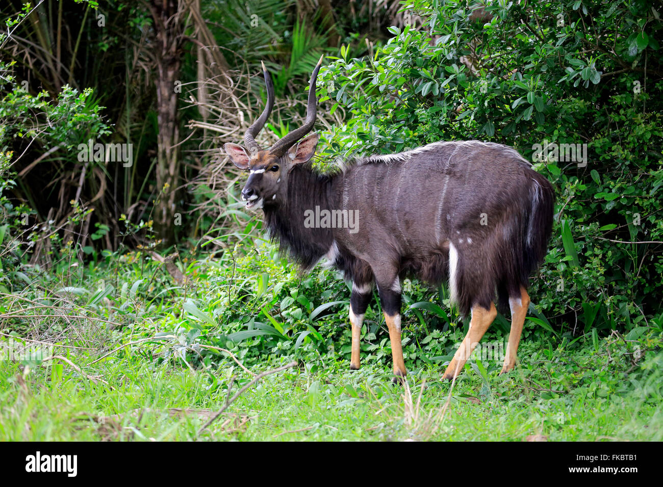 Nyala, adult male, Saint Lucia Estuary, Isimangaliso Wetland Park, Kwazulu Natal, South Africa, Africa / (Tragelaphus angasii) Stock Photo