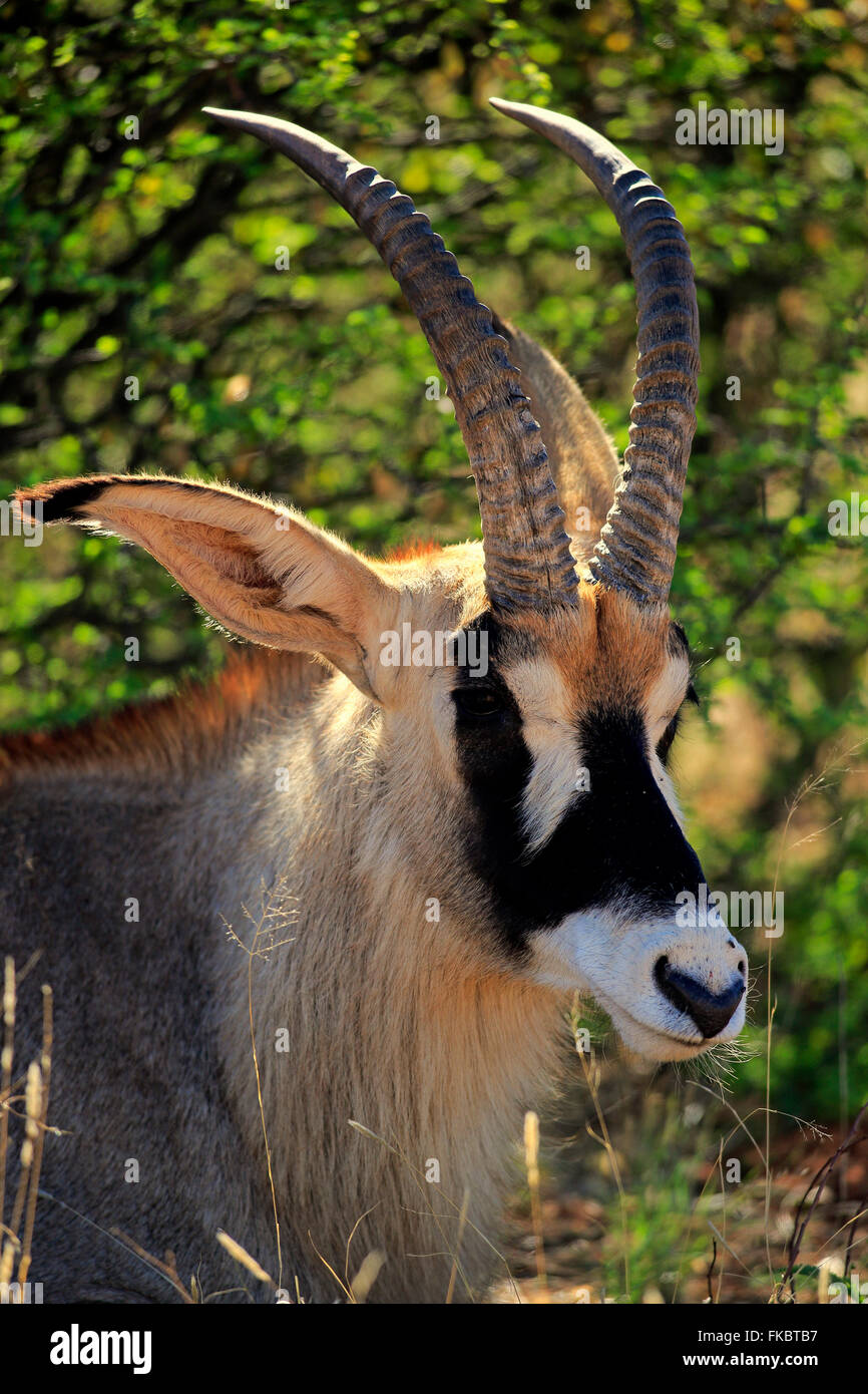 Roan Antelope, adult portrait, Tswalu Game Reserve, Kalahari, Northern Cape, South Africa, Africa / (Hippotragus equinus) Stock Photo