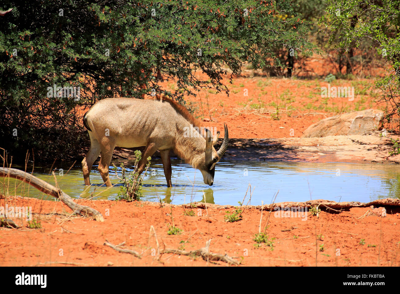 Roan Antelope, adult at waterhole drinking, Tswalu Game Reserve, Kalahari, Northern Cape, South Africa, Africa / (Hippotragus equinus) Stock Photo