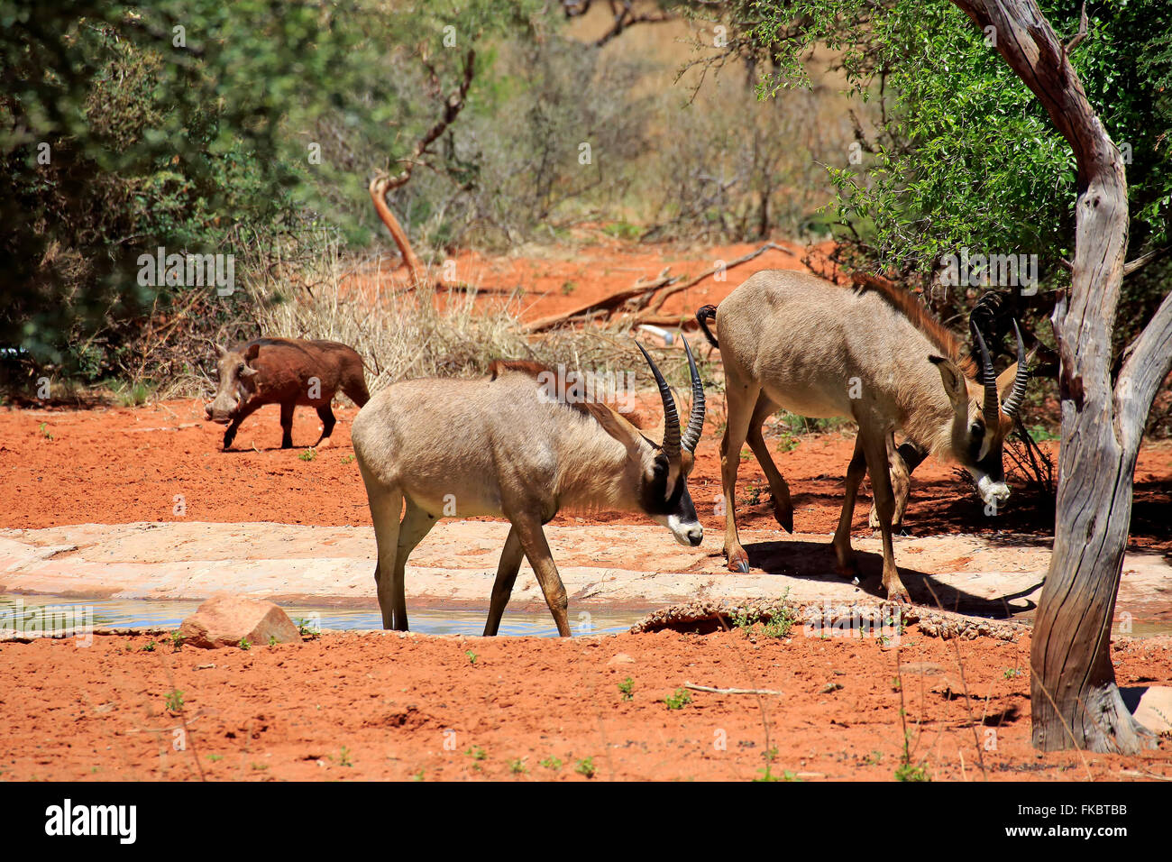 Roan Antelope, group at waterhole, Tswalu Game Reserve, Kalahari, Northern Cape, South Africa, Africa / (Hippotragus equinus) Stock Photo