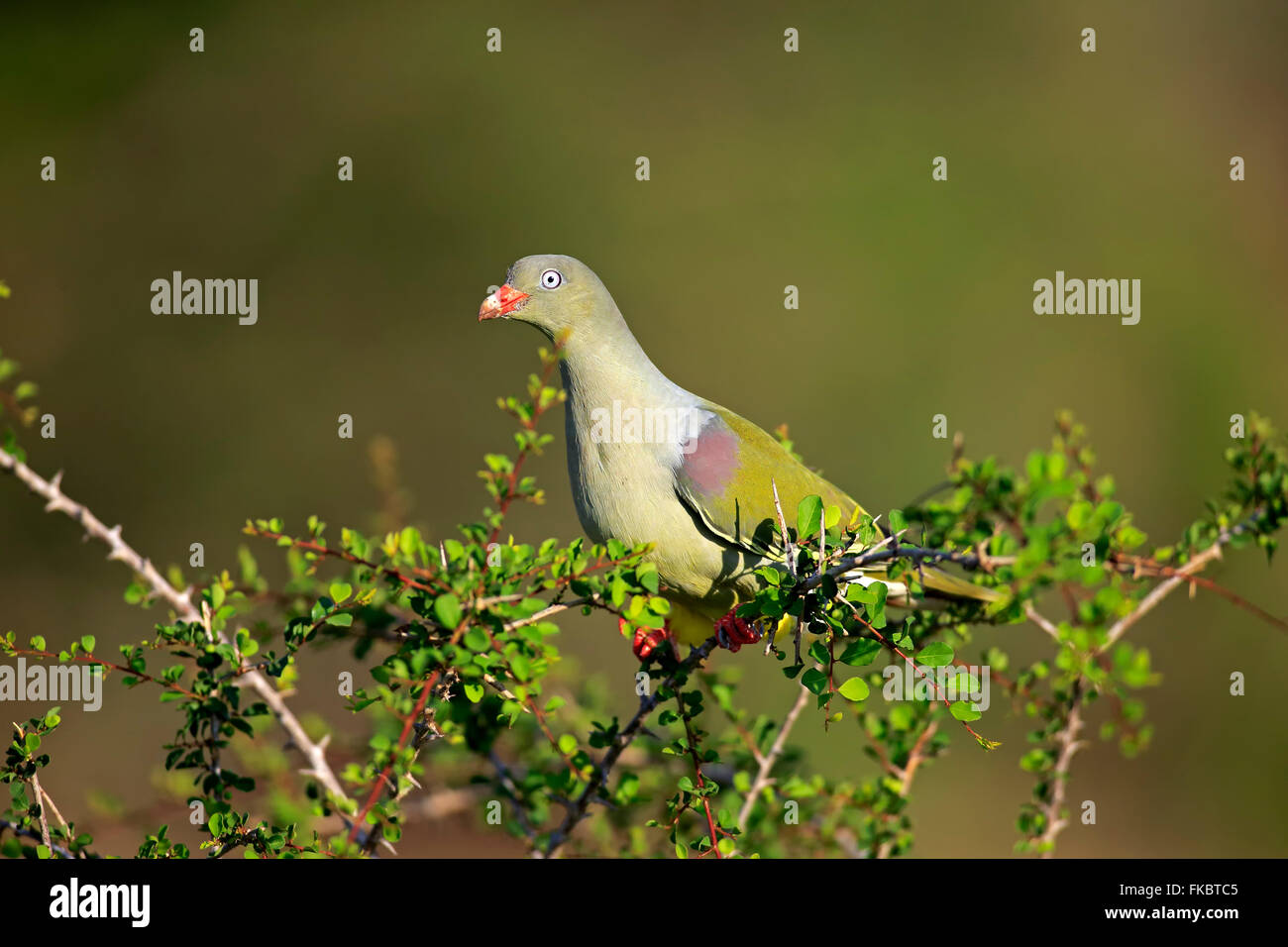 African Green Pigeon, adult on branch, Kruger Nationalpark, South Africa, Africa / (Treron calvus) Stock Photo