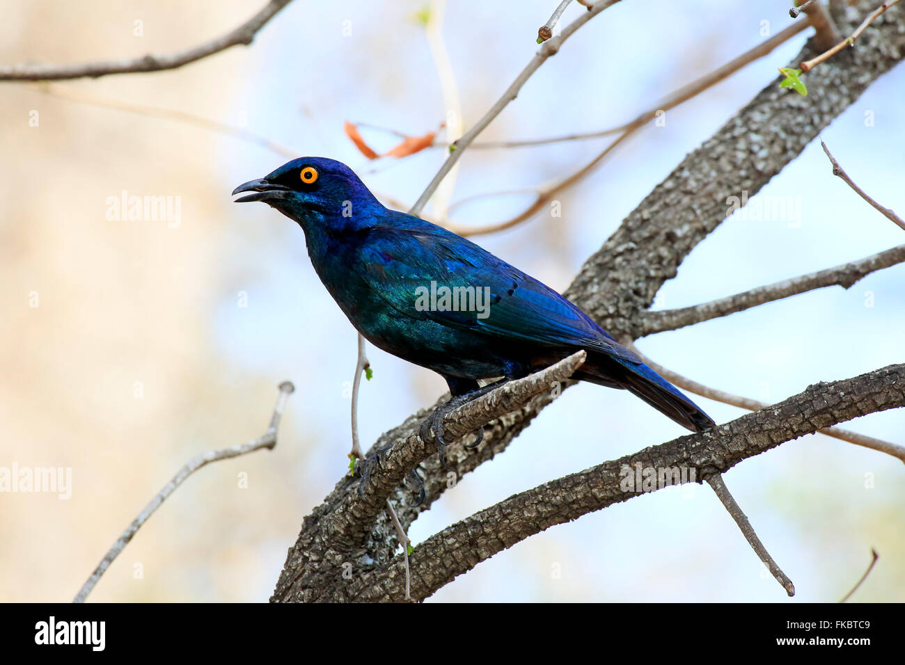 Glossy Starling, adult, Kruger Nationalpark, South Africa, Africa / (Lamprotornis nitens) Stock Photo