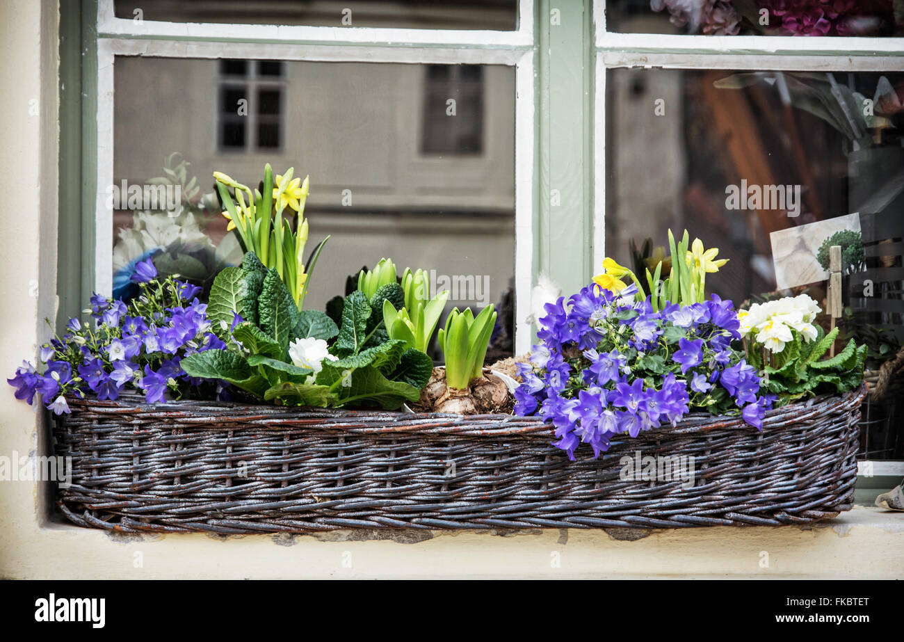 Wicker basket with spring flowers on the window. Bluebells and yellow daffodils. Stock Photo