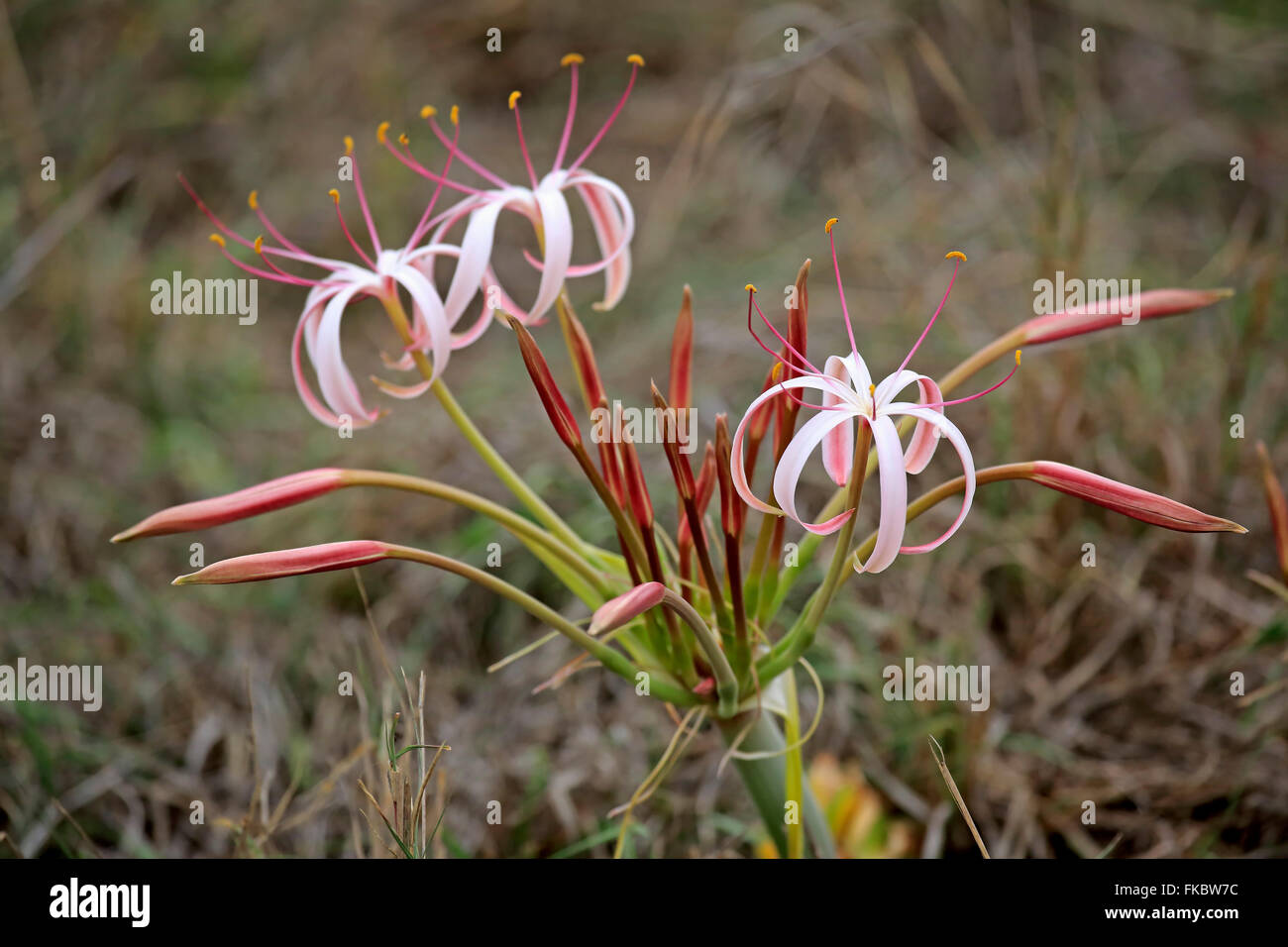 Sand lily, blooming, Kruger Nationalpark, South Africa, Africa / (Crinum buphanoides) Stock Photo