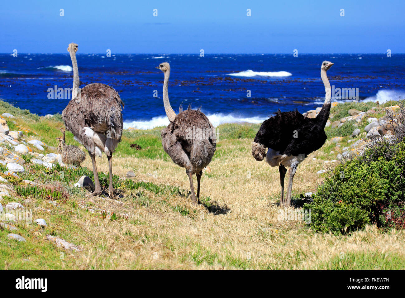 South African Ostrich, adult male and females, group, Cape of the Good Hope, Table Mountain Nationalpark, Western Cape, South Africa, Africa / (Struthio camelus australis) Stock Photo