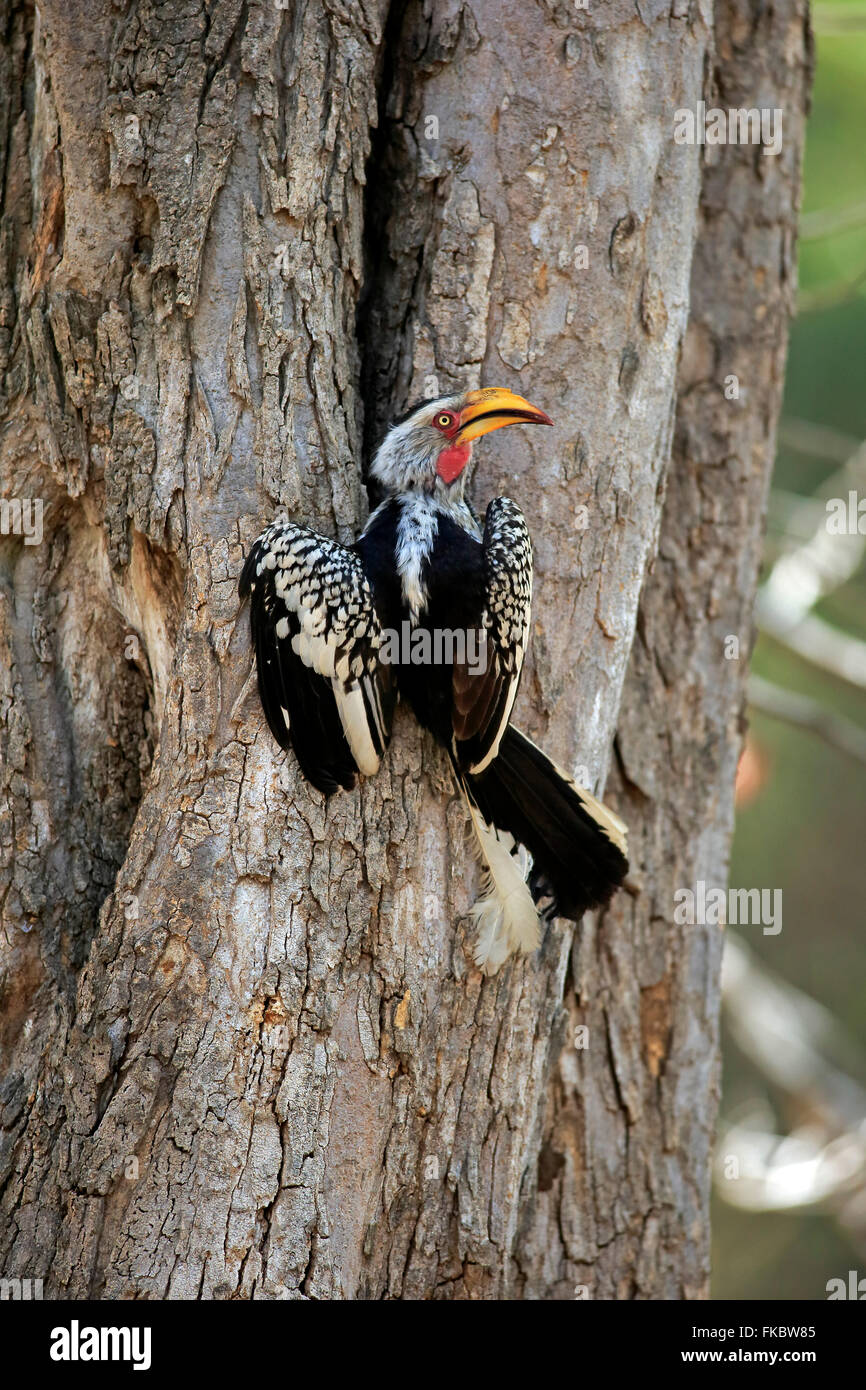 Yellowbilled Hornbill, adult at nesting tree, Kruger Nationalpark, South Africa, Africa / (Tockus leucomelas) Stock Photo