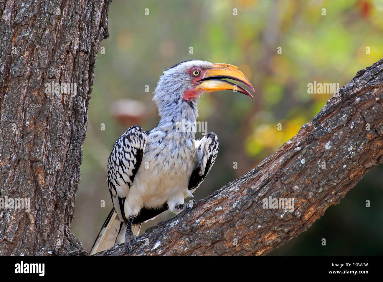 Yellowbilled Hornbill, adult, Kruger Nationalpark, South Africa, Africa / (Tockus leucomelas) Stock Photo