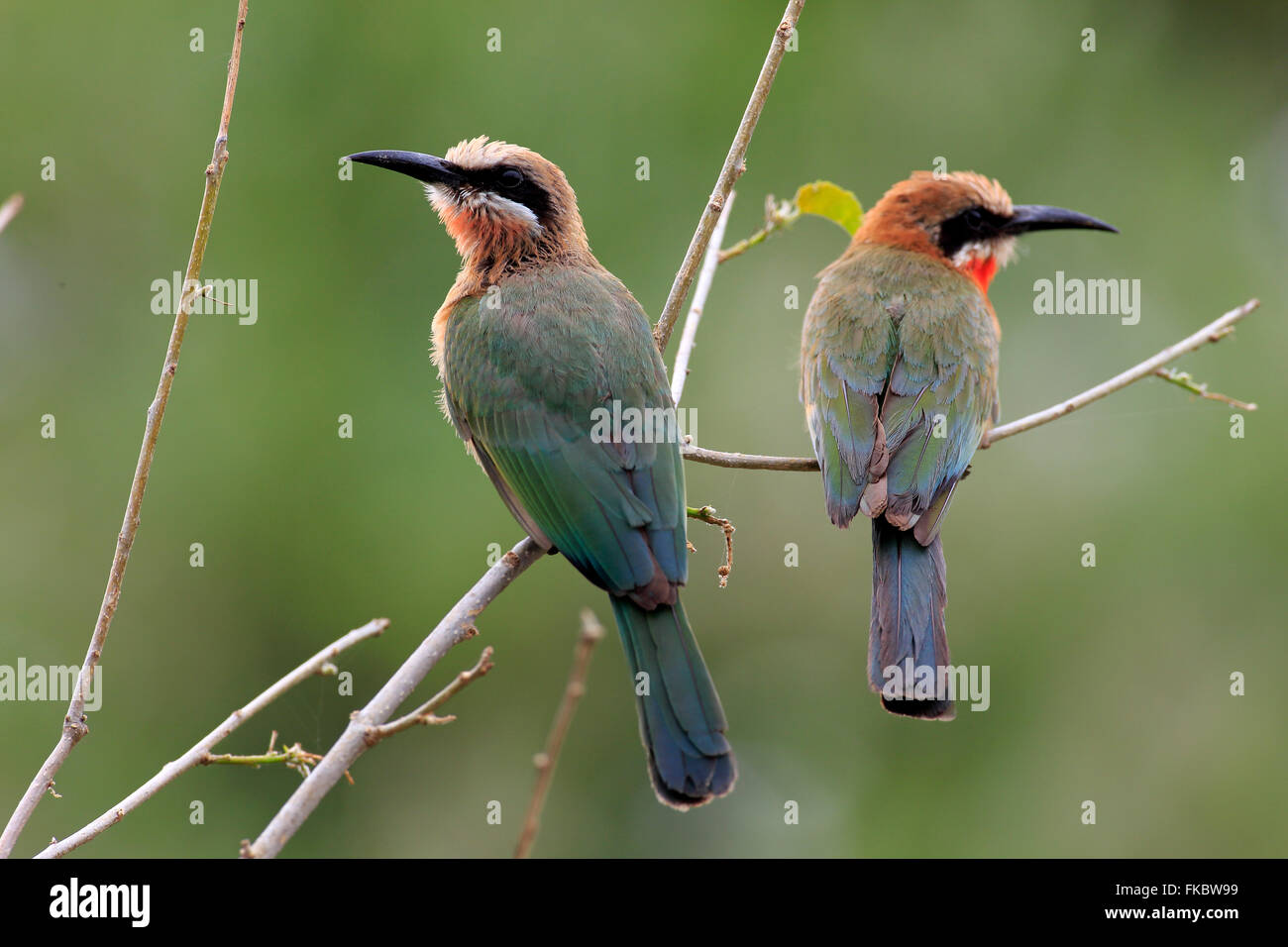 White fronted Bee eater, adult couple on branch, Kruger Nationalpark, South Africa, Africa / (Merops bullockoides) Stock Photo