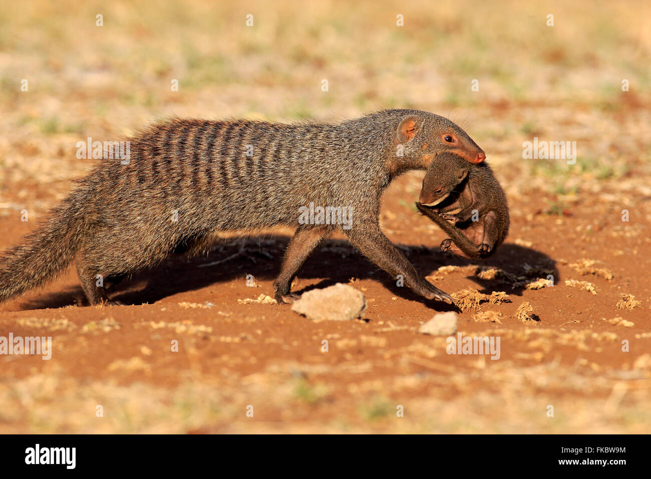 Banded mongoose, adult with young bites to carry, neckbite, Kruger Nationalpark, South Africa, Africa / (Mungos mungo) Stock Photo