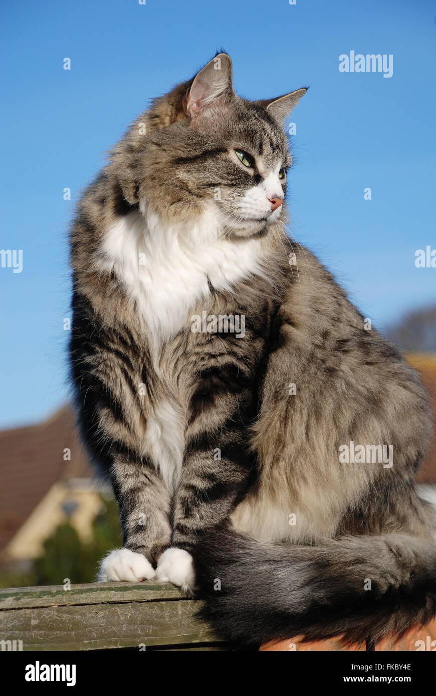 A Long Haired Silver Tabby Cat Against A Blue Sky Background Stock