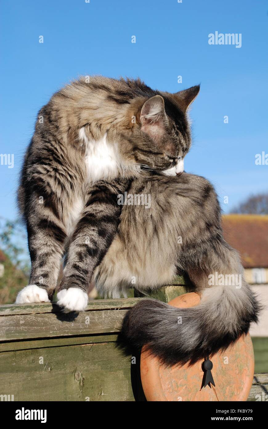 A long haired silver tabby cat against a blue sky background Stock