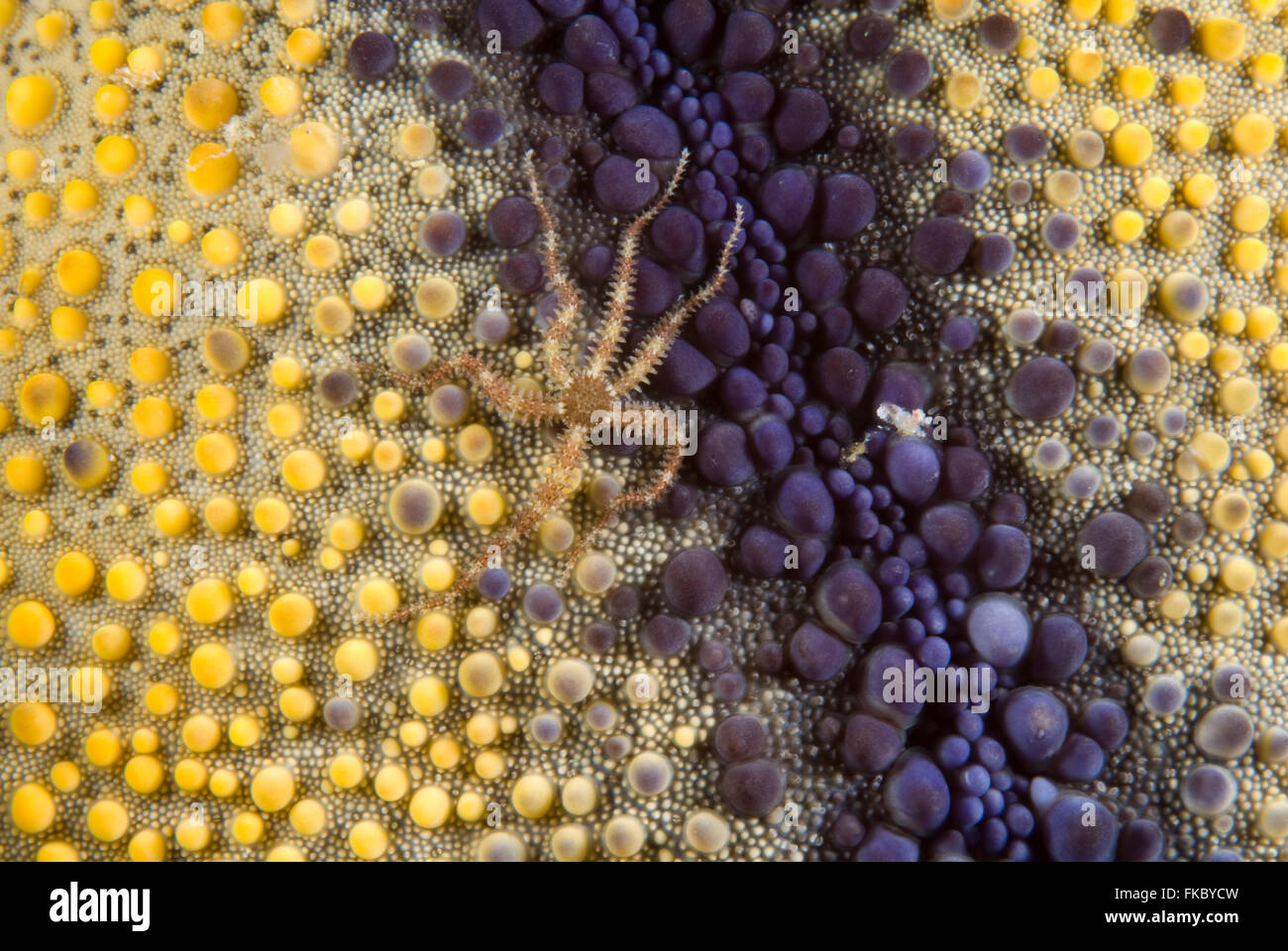 Tiny brittlestar on the underside of a pin cushion sea star Stock Photo